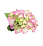 紫陽花（文字無し）hydrangea（個別スタンプ：7）