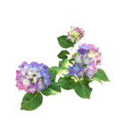 紫陽花（文字無し）hydrangea（個別スタンプ：8）