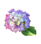 紫陽花（文字無し）hydrangea（個別スタンプ：9）