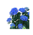 紫陽花（文字無し）hydrangea（個別スタンプ：10）