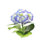 紫陽花（文字無し）hydrangea（個別スタンプ：11）