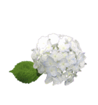 紫陽花（文字無し）hydrangea（個別スタンプ：12）