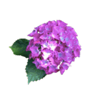 紫陽花（文字無し）hydrangea（個別スタンプ：13）