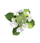 紫陽花（文字無し）hydrangea（個別スタンプ：14）