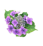 紫陽花（文字無し）hydrangea（個別スタンプ：16）