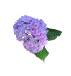 紫陽花（文字無し）hydrangea（個別スタンプ：17）