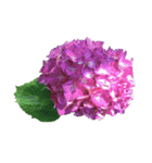 紫陽花（文字無し）hydrangea（個別スタンプ：19）