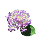 紫陽花（文字無し）hydrangea（個別スタンプ：20）