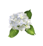 紫陽花（文字無し）hydrangea（個別スタンプ：21）