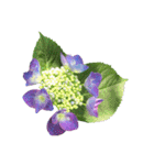 紫陽花（文字無し）hydrangea（個別スタンプ：22）