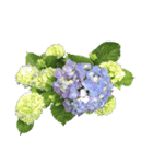 紫陽花（文字無し）hydrangea（個別スタンプ：23）