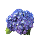 紫陽花（文字無し）hydrangea（個別スタンプ：24）