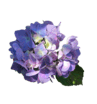 紫陽花（文字無し）hydrangea（個別スタンプ：25）