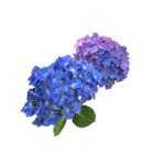 紫陽花（文字無し）hydrangea（個別スタンプ：27）