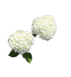 紫陽花（文字無し）hydrangea（個別スタンプ：28）