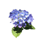 紫陽花（文字無し）hydrangea（個別スタンプ：30）