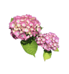 紫陽花（文字無し）hydrangea（個別スタンプ：31）