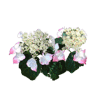 紫陽花（文字無し）hydrangea（個別スタンプ：33）