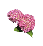 紫陽花（文字無し）hydrangea（個別スタンプ：34）