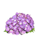 紫陽花（文字無し）hydrangea（個別スタンプ：36）