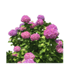 紫陽花（文字無し）hydrangea（個別スタンプ：37）