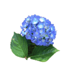 紫陽花（文字無し）hydrangea（個別スタンプ：39）