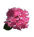 紫陽花（文字無し）hydrangea（個別スタンプ：40）