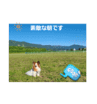 ぱぴぱぴパピヨン81（個別スタンプ：1）