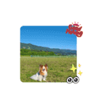 ぱぴぱぴパピヨン81（個別スタンプ：4）