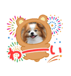 ぱぴぱぴパピヨン81（個別スタンプ：11）
