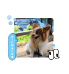 ぱぴぱぴパピヨン81（個別スタンプ：21）