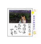 ぱぴぱぴパピヨン81（個別スタンプ：24）