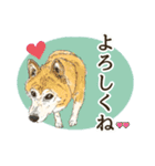 川上犬とみんな仲良しスタンプ（個別スタンプ：18）