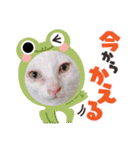 ちょろネコのちょろ（個別スタンプ：9）