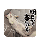 ちょろネコのちょろ（個別スタンプ：12）