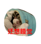 ももすけの日常で使えるスタンプ！中国語版（個別スタンプ：3）