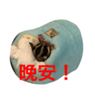 ももすけの日常で使えるスタンプ！中国語版（個別スタンプ：4）
