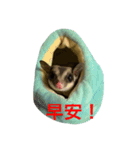 ももすけの日常で使えるスタンプ！中国語版（個別スタンプ：5）