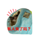 ももすけの日常で使えるスタンプ！中国語版（個別スタンプ：7）