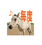 日本在来馬の子馬の馬面(ウマヅラ)写真-9-（個別スタンプ：2）