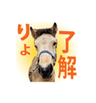 日本在来馬の子馬の馬面(ウマヅラ)写真-9-（個別スタンプ：4）