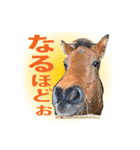 日本在来馬の子馬の馬面(ウマヅラ)写真-9-（個別スタンプ：9）