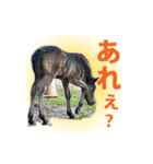 日本在来馬の子馬の馬面(ウマヅラ)写真-9-（個別スタンプ：13）