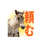 日本在来馬の子馬の馬面(ウマヅラ)写真-9-（個別スタンプ：14）