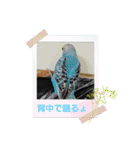 BIRDLIFE777（個別スタンプ：17）