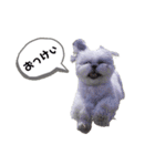 爆走すータンプ（個別スタンプ：6）