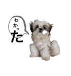 爆走すータンプ（個別スタンプ：8）