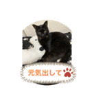 黒猫一家(小寅の巻)（個別スタンプ：8）