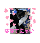 黒猫一家(小寅の巻)（個別スタンプ：14）