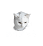 白猫好きのためのスタンプ（個別スタンプ：2）